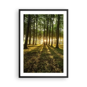 Plagát v čiernom ráme - Les osvetlený lúčmi zapadajúceho slnka - 50x70cm - Fotografie všetkých jarí - Moderná nástenná dekorácia do obývacej izby a spálne ARTTOR