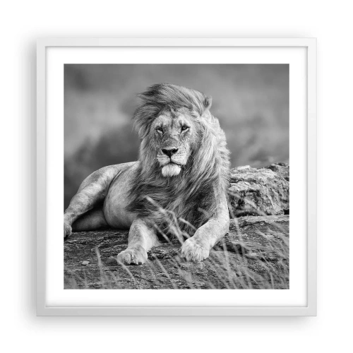 Plagát v bielom ráme - Kráľovská siesta - 50x50 cm