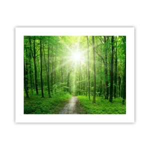 Plagát - Zelená katedrála - 50x40 cm