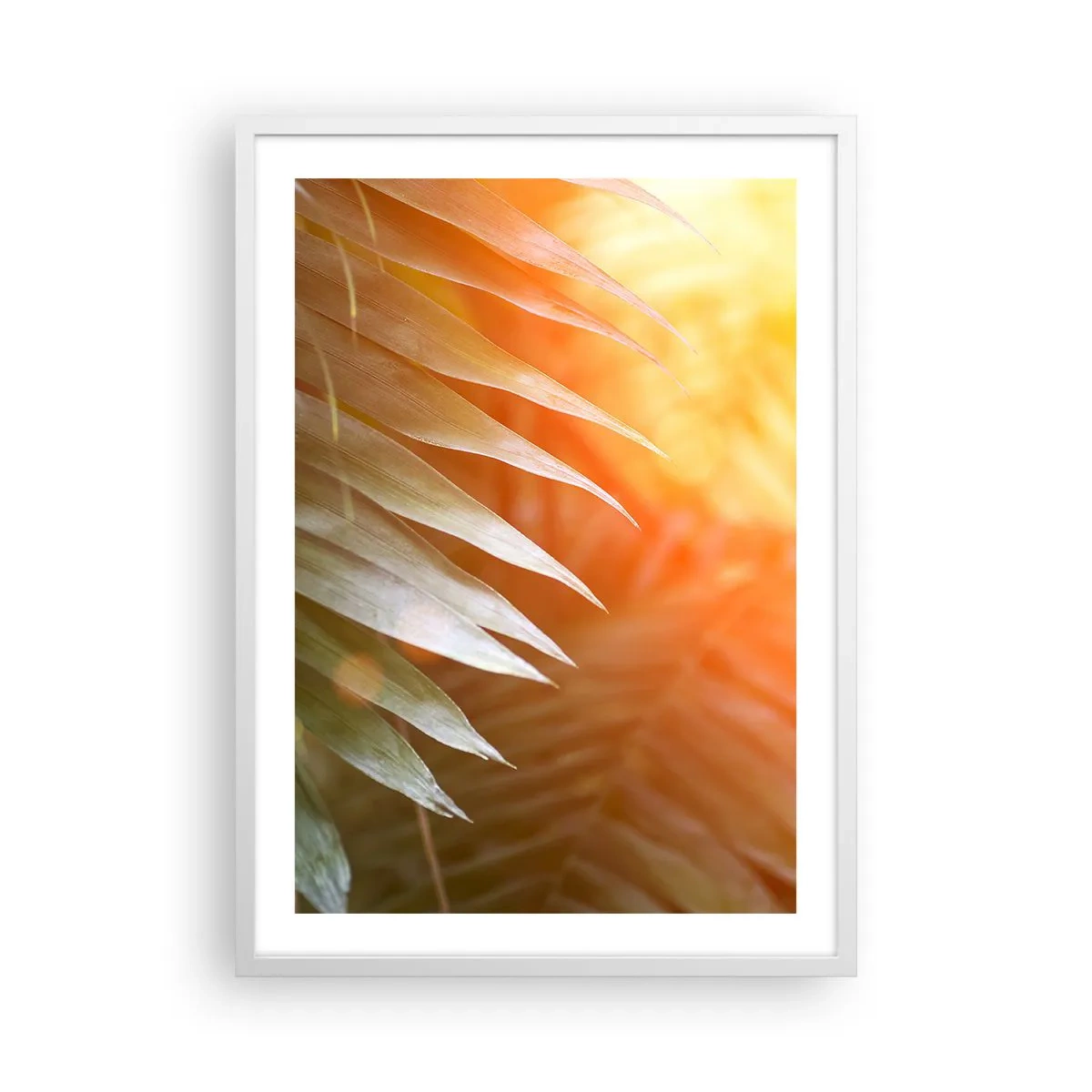 Plagát v bielom ráme - Ráno v džungli - 50x70 cm