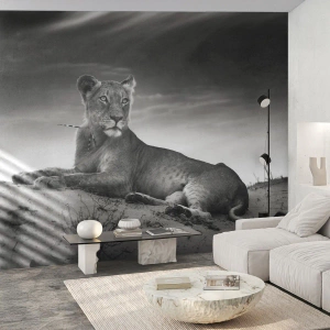 Fototapeta Premium Sand - Odpočinok kráľovnej púšte - Zvieratá, Lev, Púšť - 100x70 cm