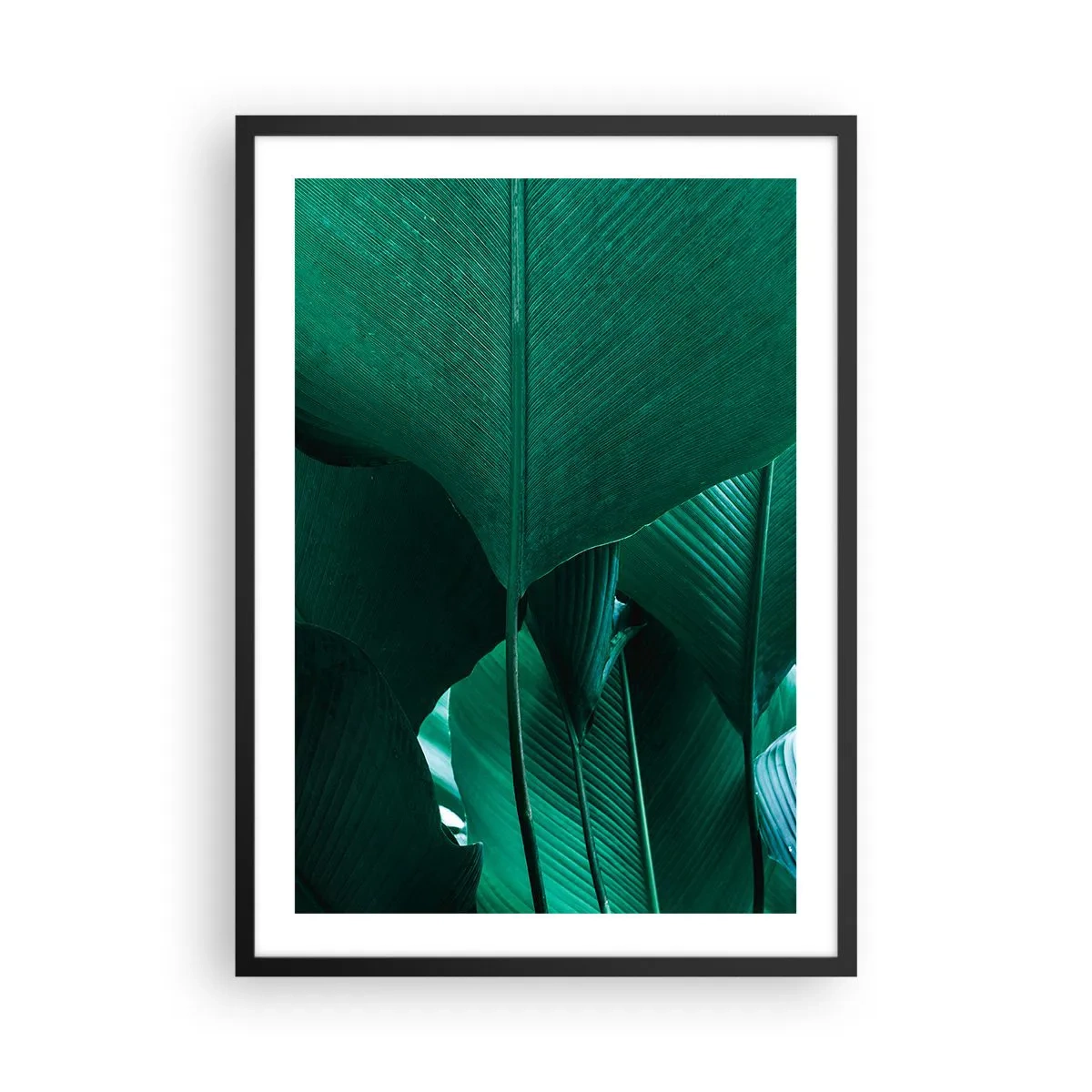 Plagát v čiernom ráme - Detailný záber na veľké zelené listy s vyznačenou štruktúrou a textúrou. - 50x70cm - Obrátené k svetlu - Moderná nástenná dekorácia do obývacej izby a spálne ARTTOR