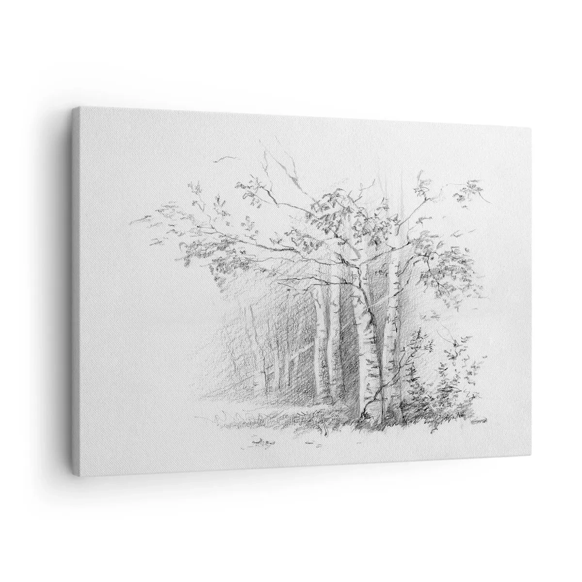 Obraz na plátne - Kresba brezového lesa jemnou ceruzkou - 70x50cm - Svetlo brezového lesa - Moderná nástenná dekorácia do obývacej izby a spálne ARTTOR