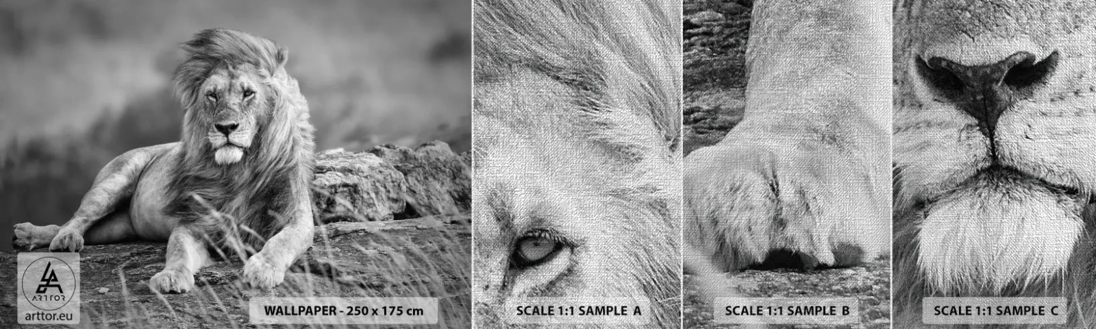 Vzorka fototapety Premium Canvas - Kráľovská siesta - Lev, Zvieratá, Príroda - 100x30 cm
