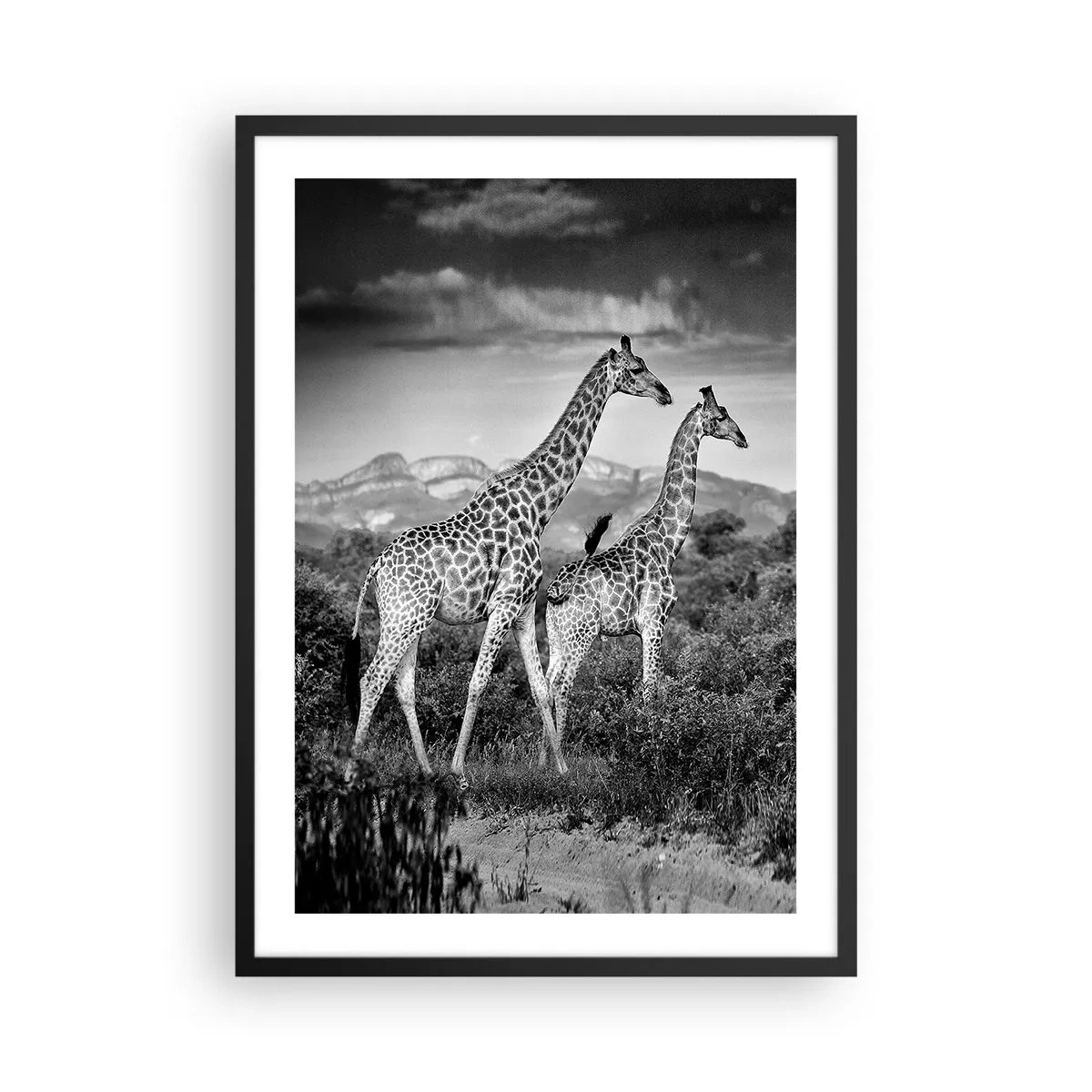 Plagát v čiernom ráme - Čiernobiely portrét žiráf na pozadí africkej krajiny - 50x70cm - Vyššie kruhy v Afrike - Moderná nástenná dekorácia do obývacej izby a spálne ARTTOR
