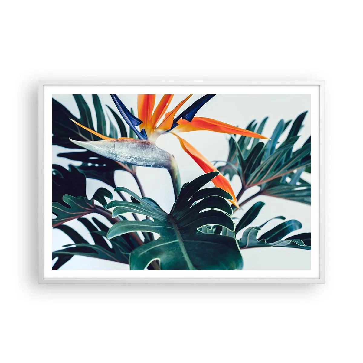 Plagát v bielom ráme - Vtáker - 100x70 cm