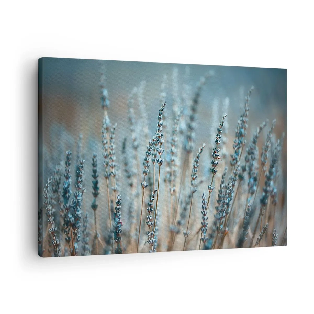 Obraz na plátne - Levanduľa na poli v jemných pastelových tónoch - 70x50cm - Voňavý lán - Moderná nástenná dekorácia do obývacej izby a spálne ARTTOR