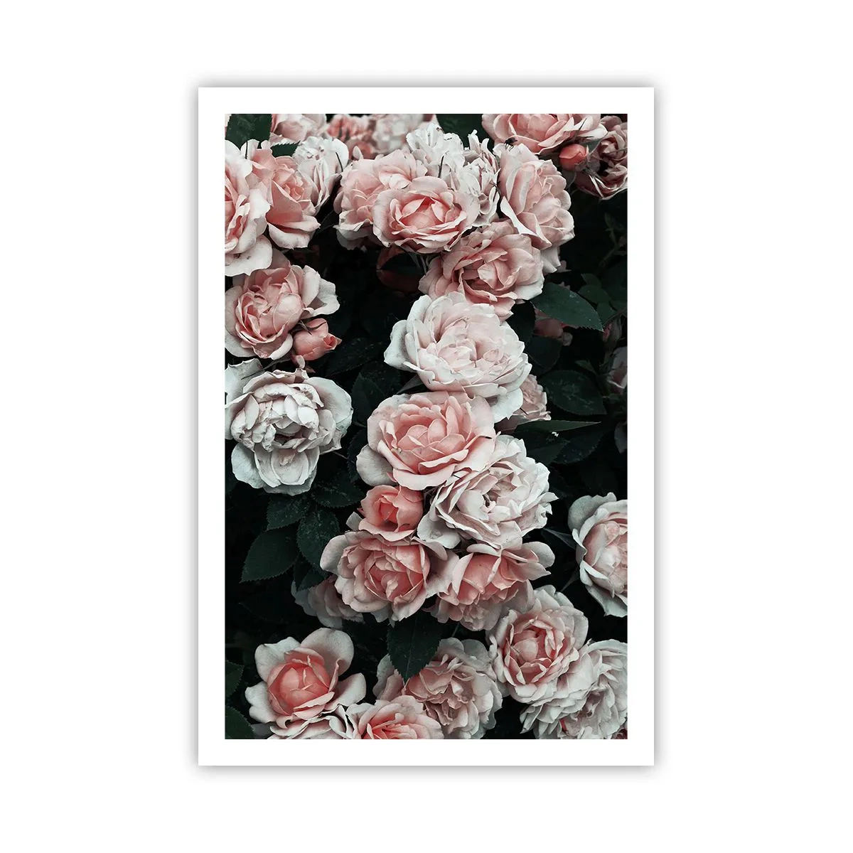 Plagát - Ružový ansámbl - 61x91 cm