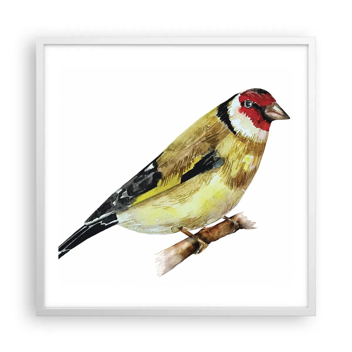 Plagát v bielom ráme - Vtáčí portrét - 60x60 cm