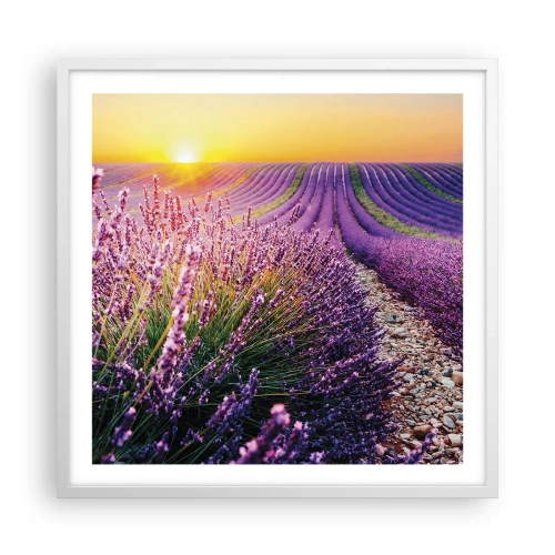Plagát v bielom ráme - Voňavý lán - 60x60 cm
