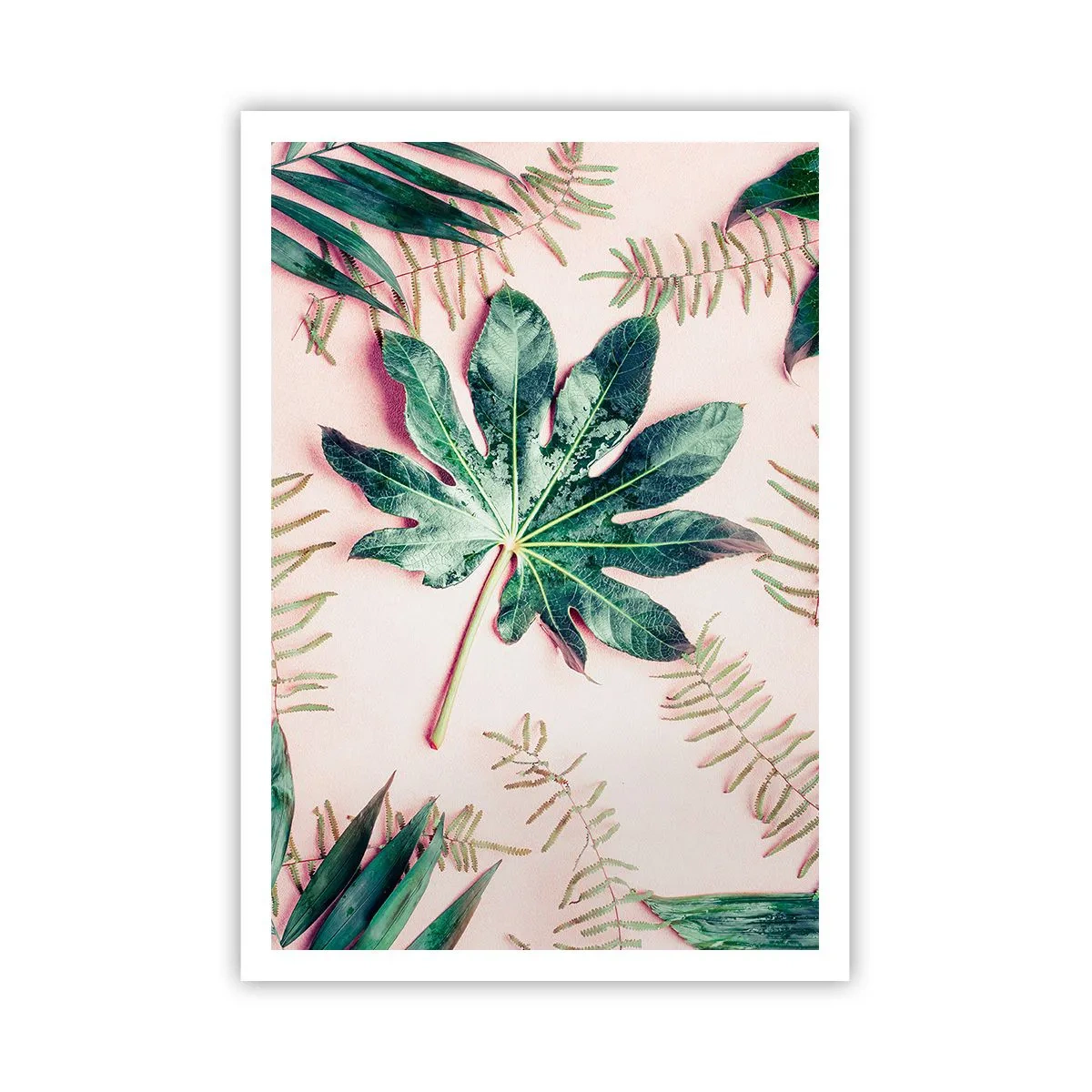 Plagát - Štúdia zelenej na ružovom pozadí - 70x100 cm