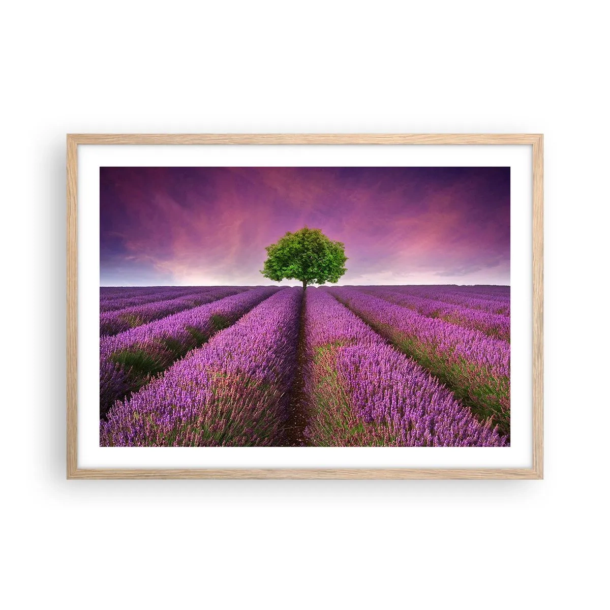 Plagát v ráme zo svetlého duba - Na levanduľových poliach - 70x50 cm