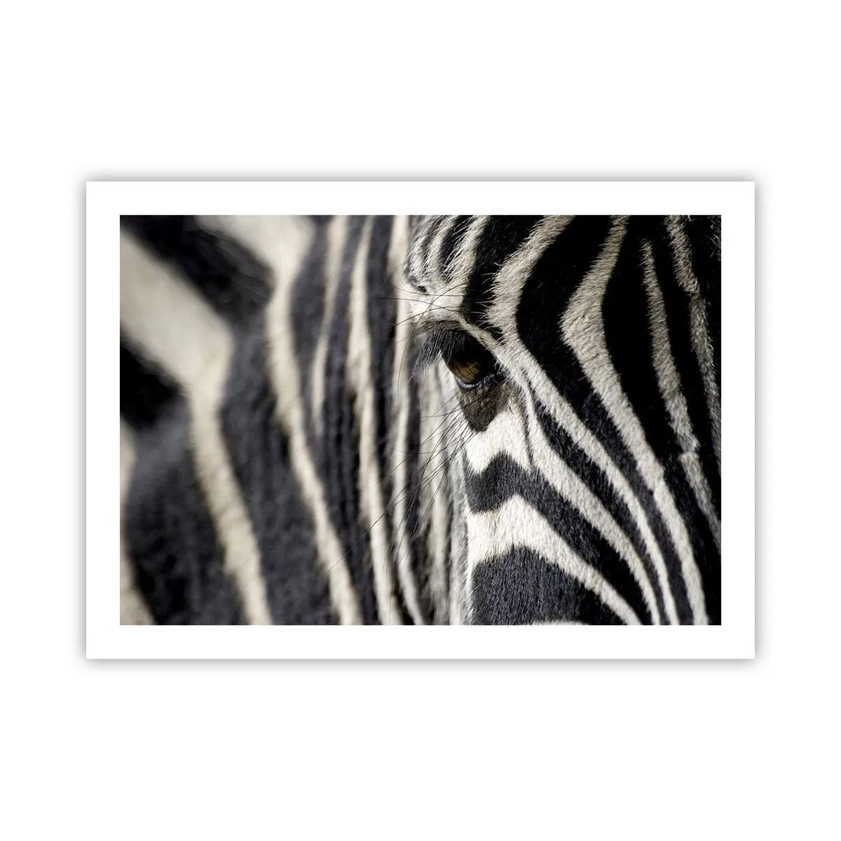 Plagát - Portrét s pruhmi - 70x50 cm