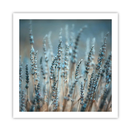 Plagát - Voňavý lán - 60x60 cm