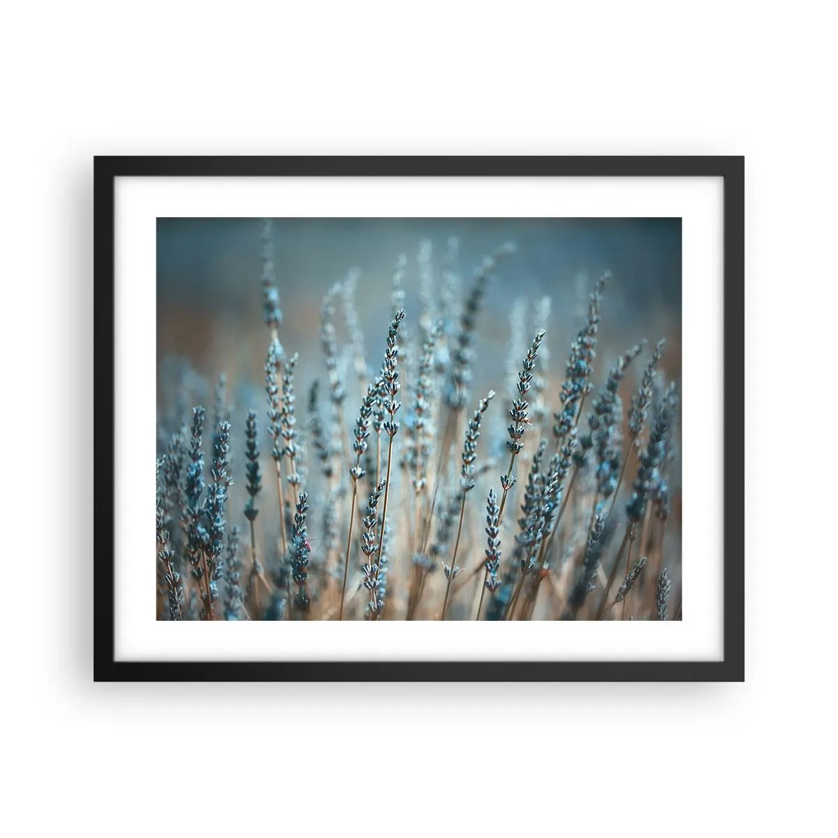 Plagát v čiernom ráme - Voňavý lán - 50x40 cm