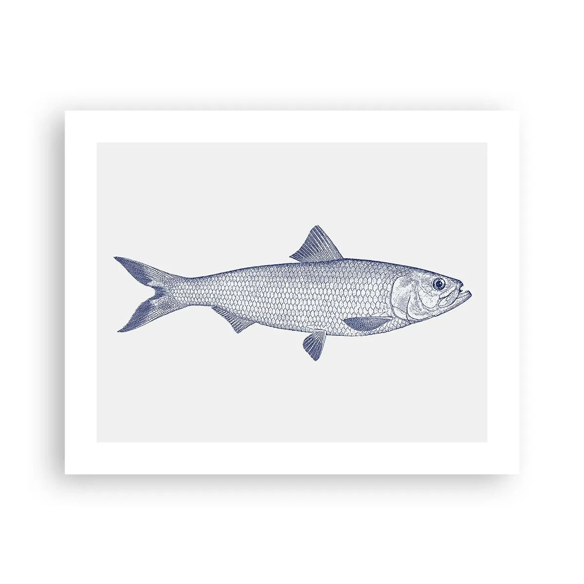 Plagát - Pozdravy zo severných morí - 50x40 cm