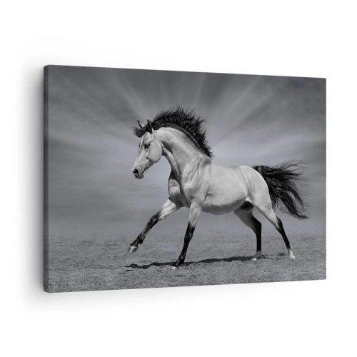 Obraz na plátne - Čiernobiely kôň v dynamickej póze v púšti. - 70x50cm - Zrodený pre potešenie - Moderná nástenná dekorácia do obývacej izby a spálne ARTTOR