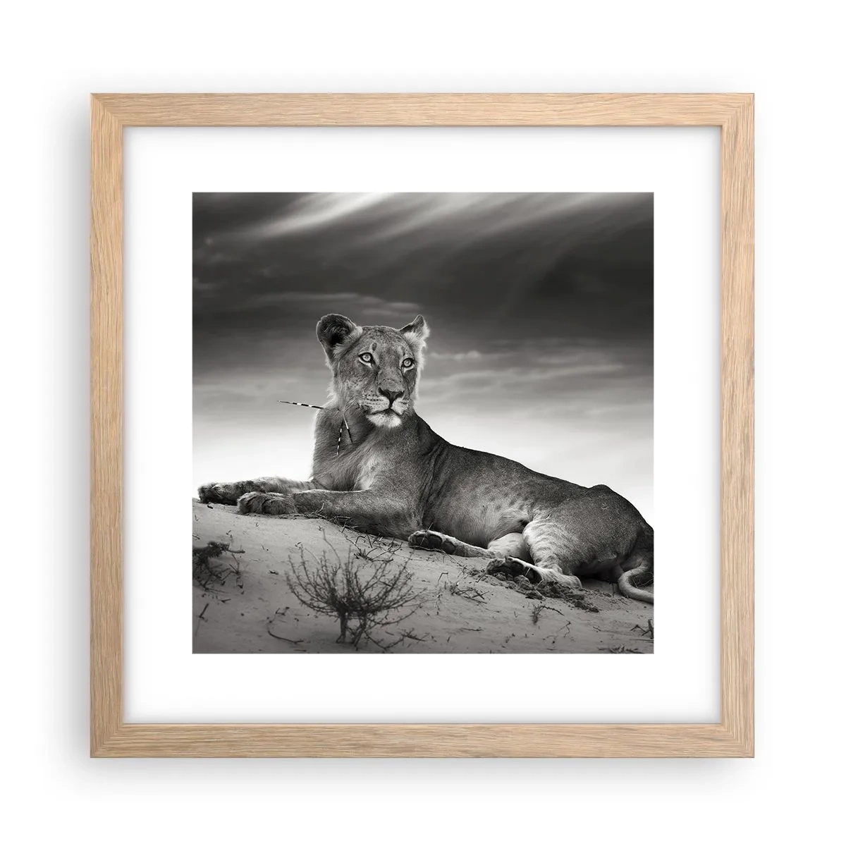 Plagát v ráme zo svetlého duba - Odpočinok kráľovnej púšte - 30x30 cm