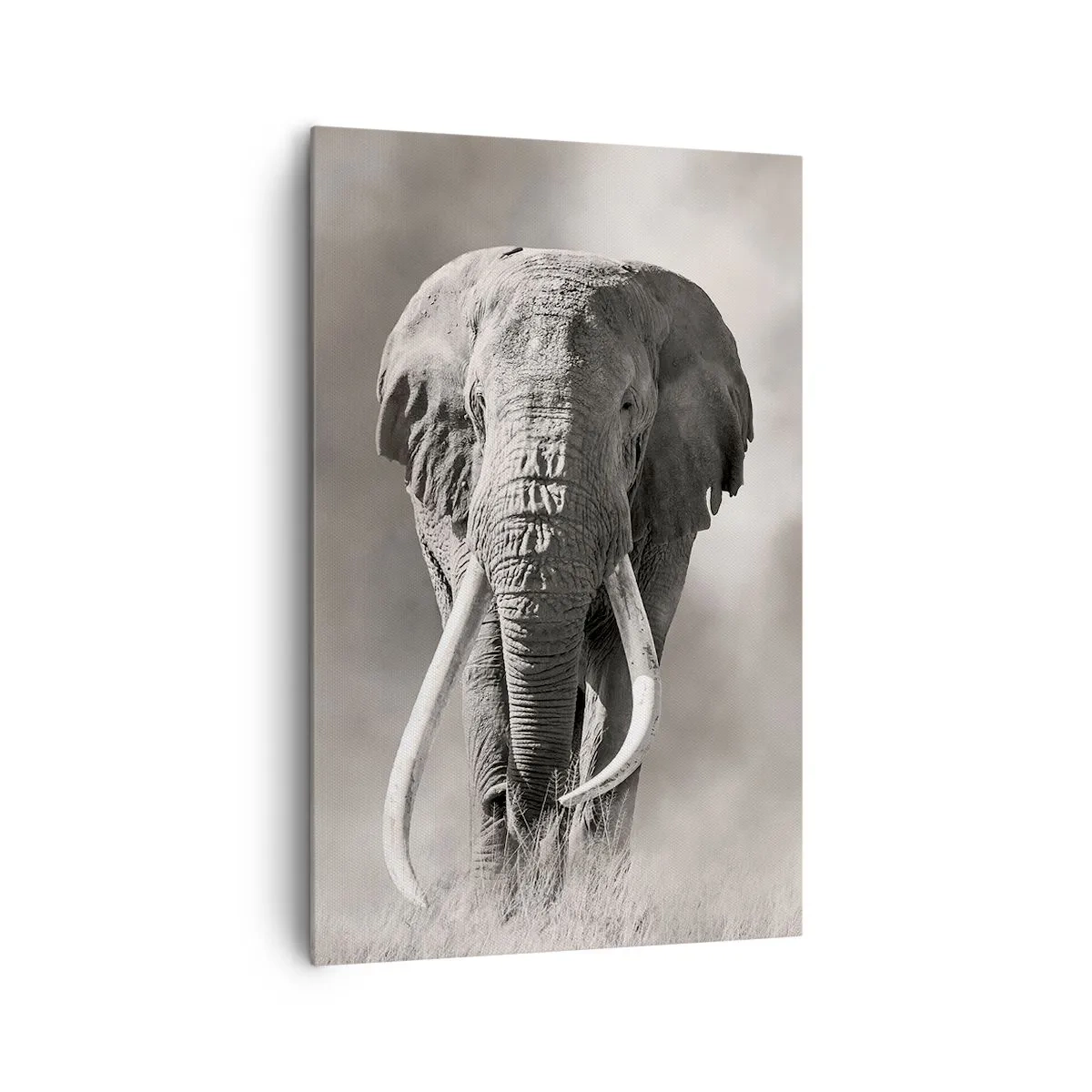 Obraz na plátne - Africký patriarcha - 80x120 cm