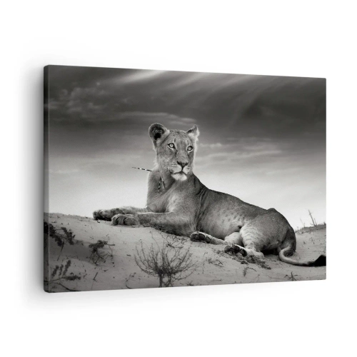 Obraz na plátne - Čiernobiely portrét levice v savane - 70x50cm - Odpočinok kráľovnej púšte - Moderná nástenná dekorácia do obývacej izby a spálne ARTTOR