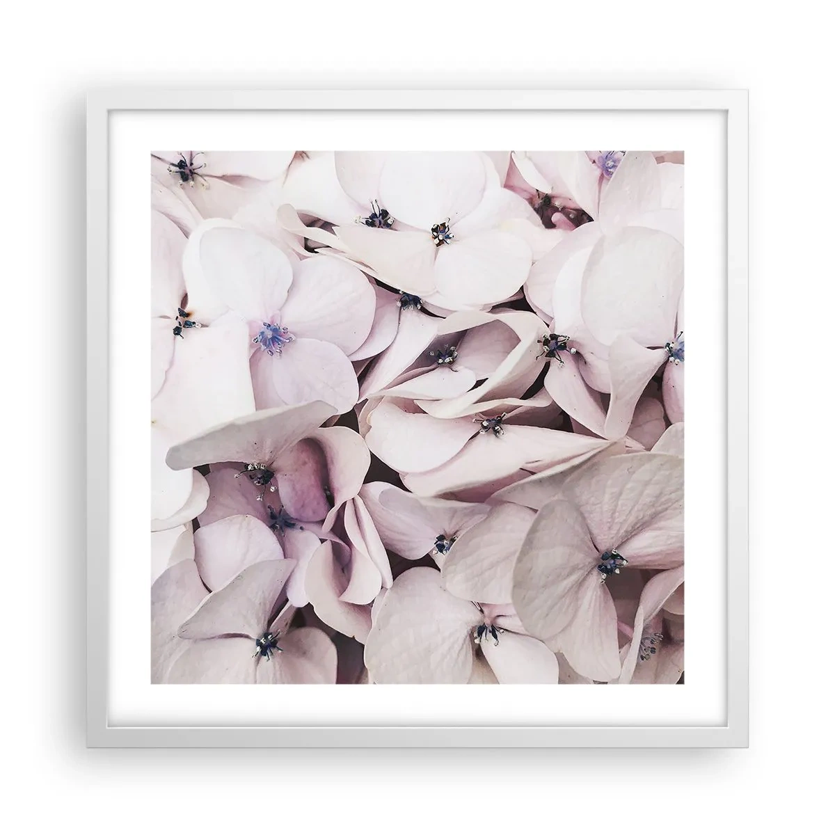 Plagát v bielom ráme - V záplave kvetov - 50x50 cm