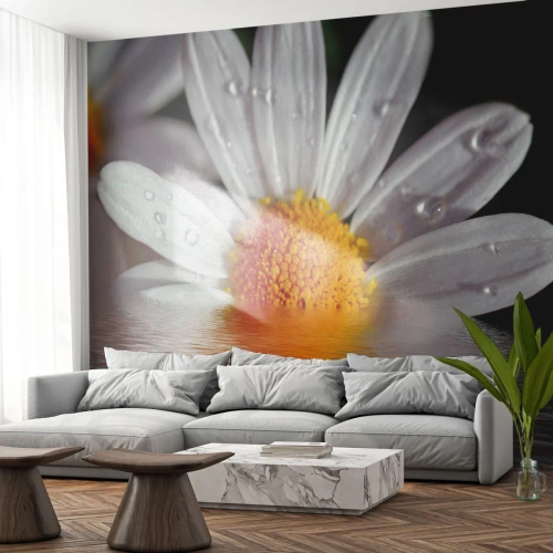 Samolepiaca Fototapeta Deluxe Sticker - Vychádzajúce slnko sedmokrásky - Kvetina, Harmanček, Príroda - 500x350 cm