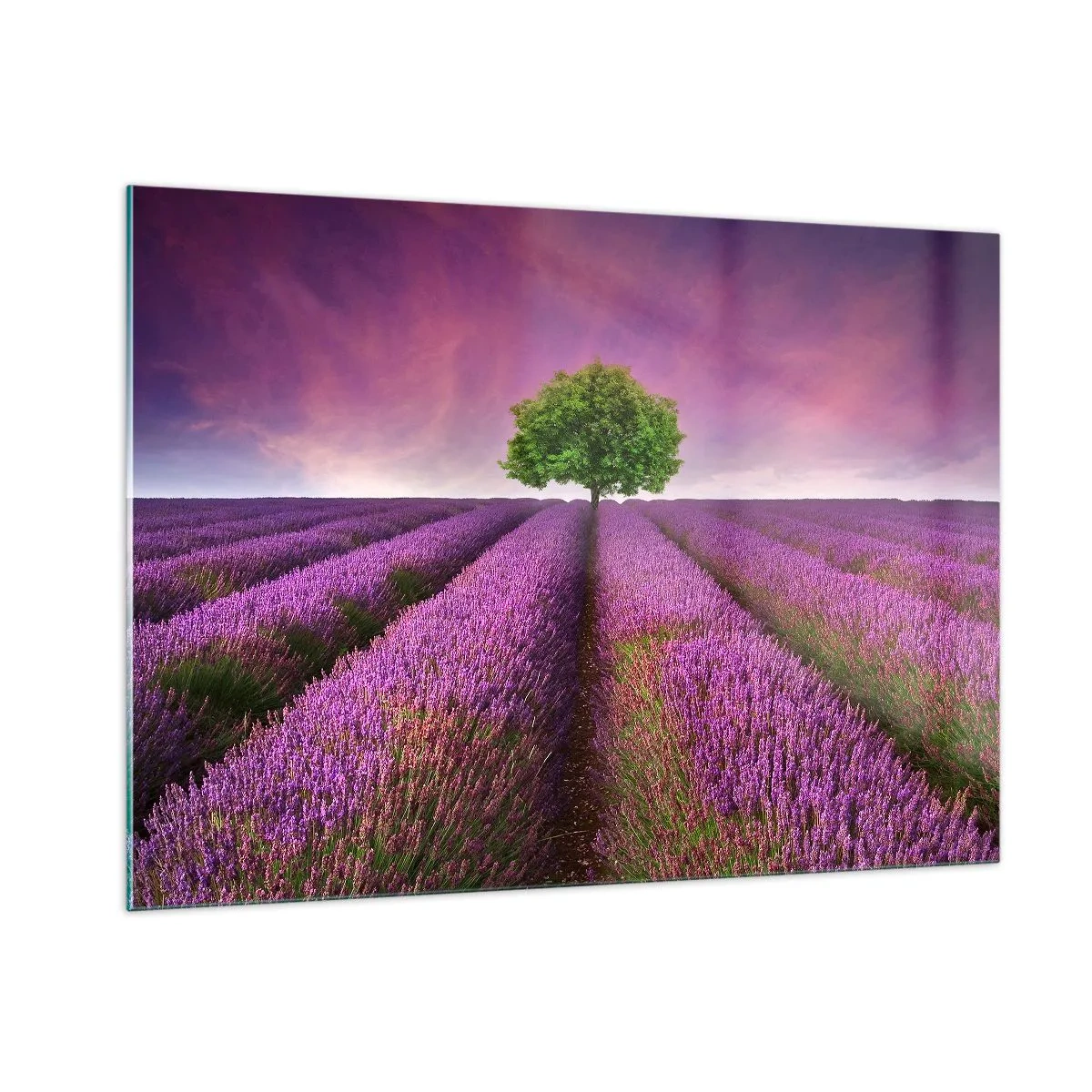 Obraz na skle - Na levanduľových poliach - 100x70 cm