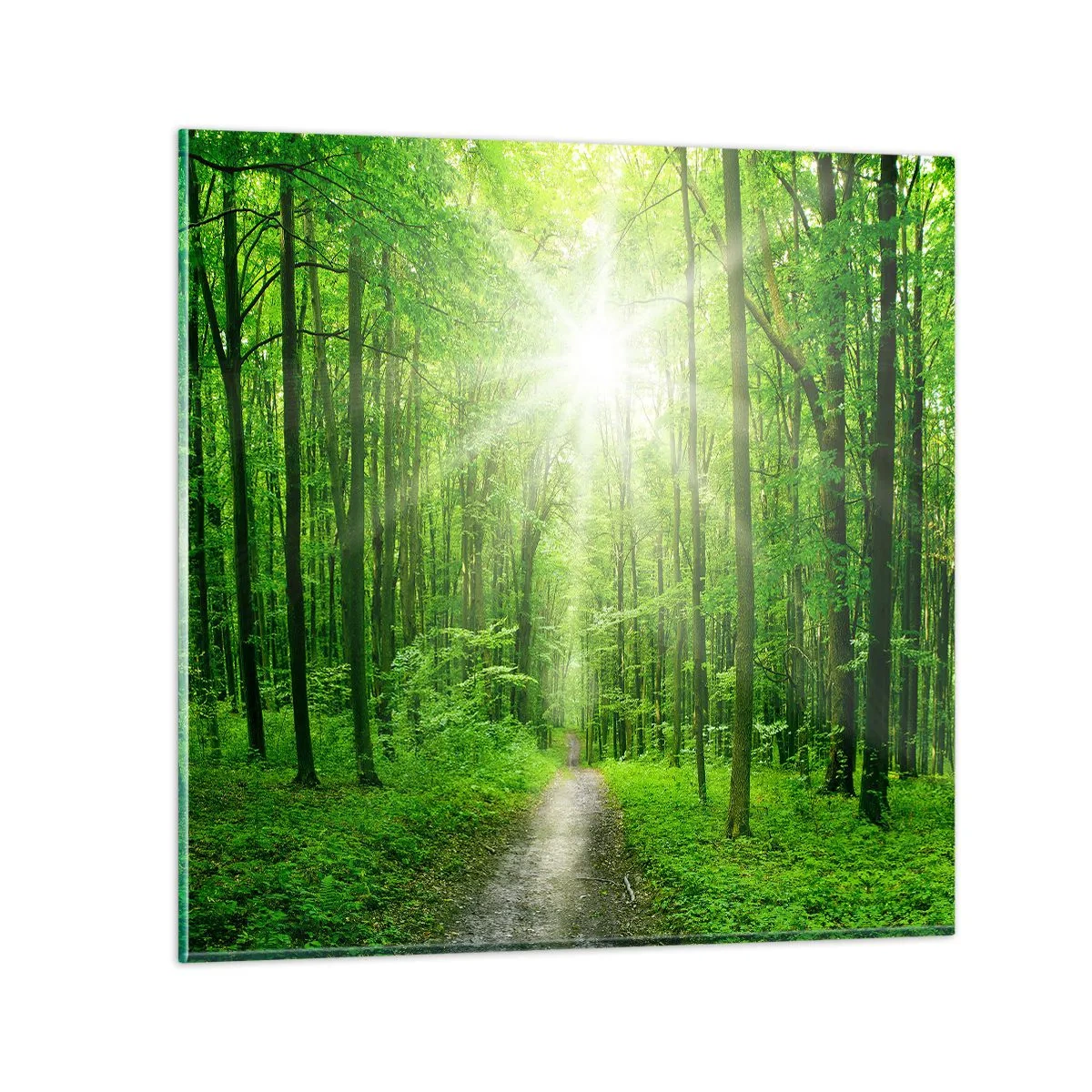 Obraz na skle - Zelená katedrála - 70x70 cm