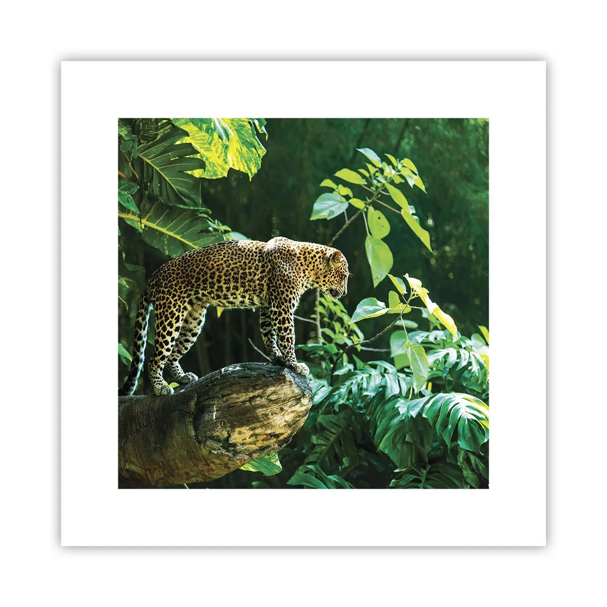 Plagát - Na lov? - 30x30 cm