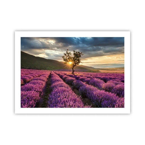 Plagát - Aróma vo fialovej - 70x50 cm