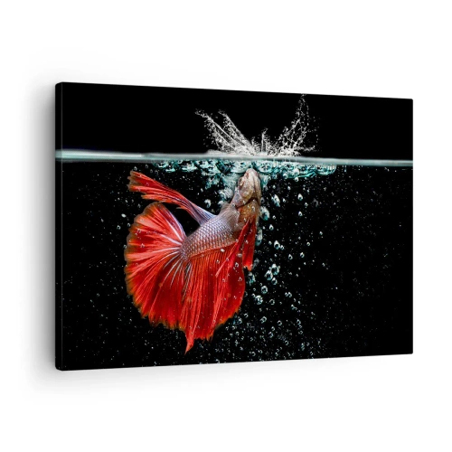 Obraz na plátne - Nádherná betta vo vode na tmavom pozadí - 70x50cm - Máš tri priania - Moderná nástenná dekorácia do obývacej izby a spálne ARTTOR