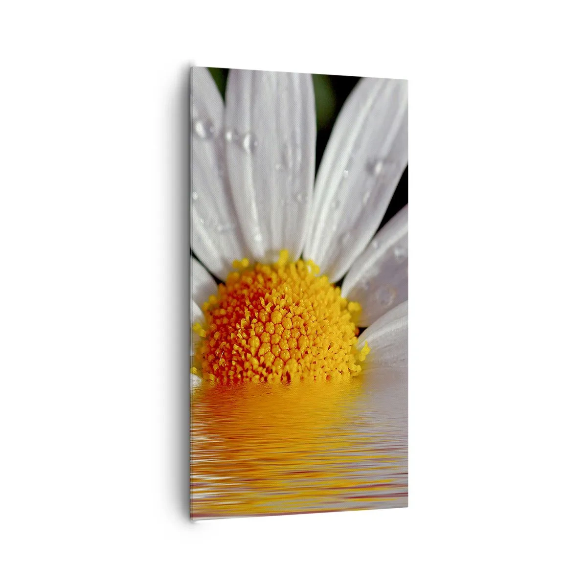 Obraz na plátne - Vychádzajúce slnko sedmokrásky - 65x120 cm