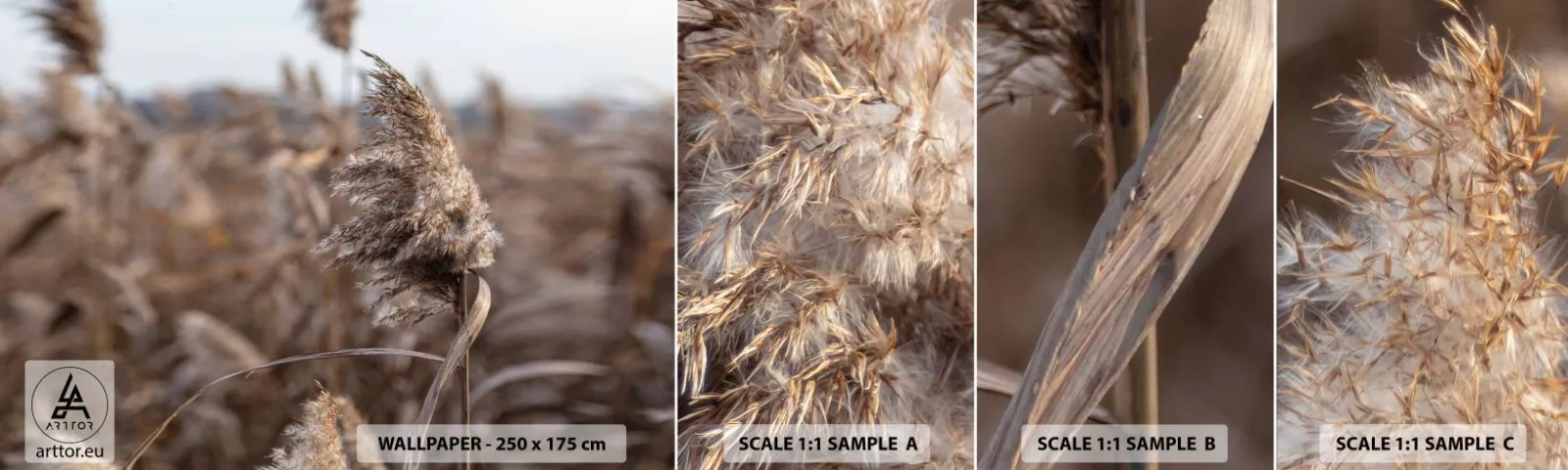 Vzorka Fototapeta Standard Eco - Čas odletieť s vetrom - Lúka, Pampasová tráva, Príroda - 100x30 cm