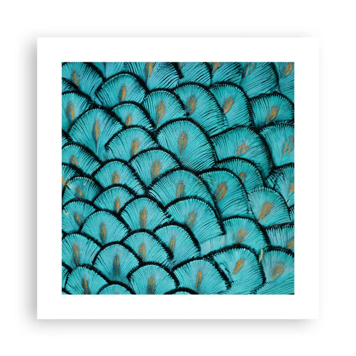 Plagát - Veľká slávnosť peria - 40x40 cm