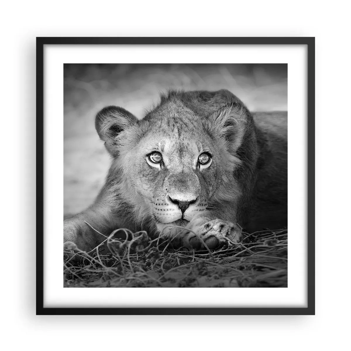 Plagát v čiernom ráme - Kráľovské šteňa - 50x50 cm
