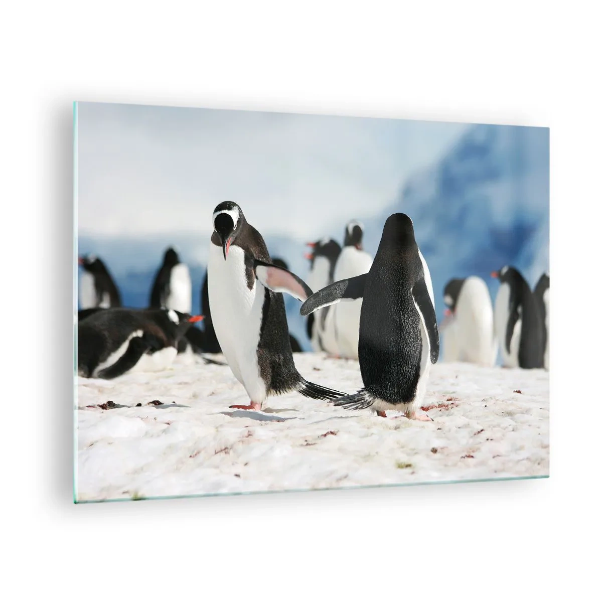 Obraz na skle - Tučniaky v snehu v polárnej scenérii - 70x50cm - Tanec na snehu - Moderná nástenná dekorácia do obývacej izby a spálne ARTTOR