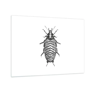 Obraz na skle - Čiernobiela ilustrácia hmyzu na bielom pozadí - 70x50cm - Vzorový exemplár! - Moderná nástenná dekorácia do obývacej izby a spálne ARTTOR