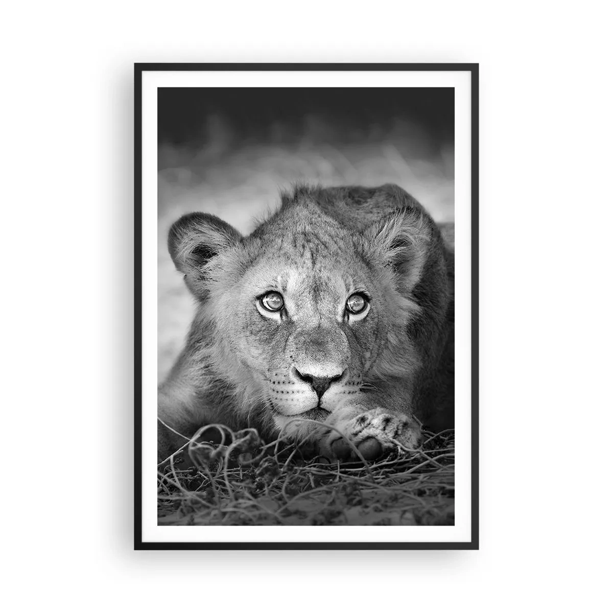 Plagát v čiernom ráme - Kráľovské šteňa - 70x100 cm
