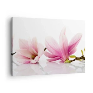 Obraz na plátne - Jemné ružové magnólie na bielom pozadí - 70x50cm - Jemné ako závan jari - Moderná nástenná dekorácia do obývacej izby a spálne ARTTOR