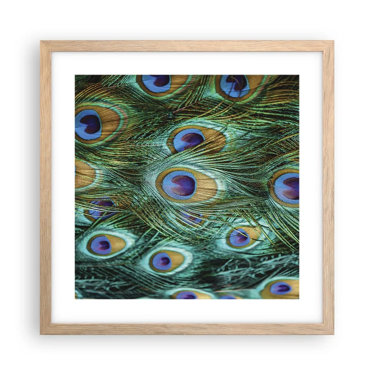 Plagát v ráme zo svetlého duba - Páví pohľad - 40x40 cm