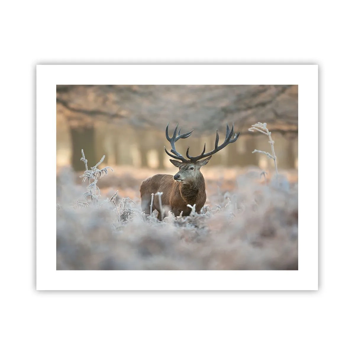 Plagát - Svieže ráno - 50x40 cm