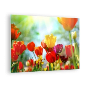 Obraz na skle - Farebné tulipány osvetlené slnečnými lúčmi - 70x50cm - Všetky farby slnka - Moderná nástenná dekorácia do obývacej izby a spálne ARTTOR