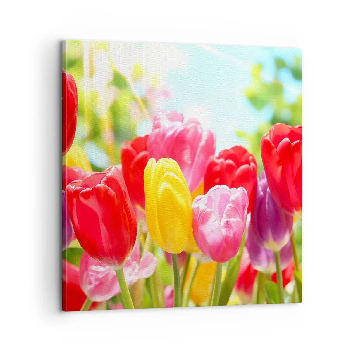 Obraz na plátne - To sme my, farby mája! - 60x60 cm