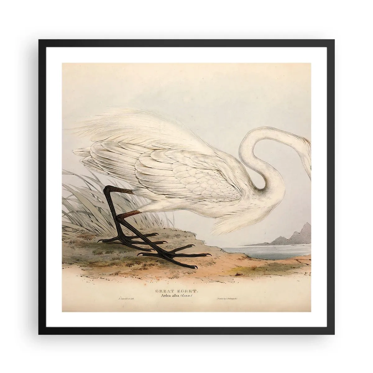 Plagát v čiernom ráme - Pani rákosín - 60x60 cm