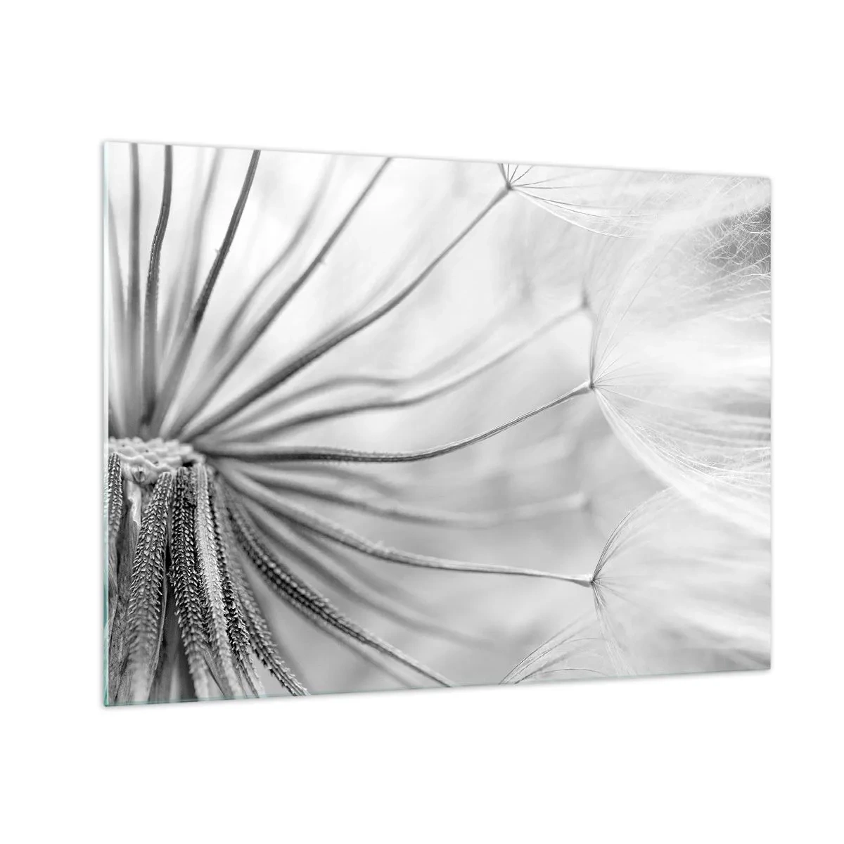 Obraz na skle - Makrofotografia púpavy v odtieňoch čiernej a bielej - 70x50cm - Púpavy - Moderná nástenná dekorácia do obývacej izby a spálne ARTTOR