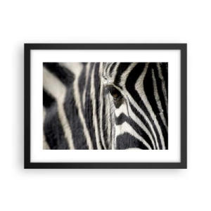 Plagát v čiernom ráme - Portrét s pruhmi - 40x30 cm
