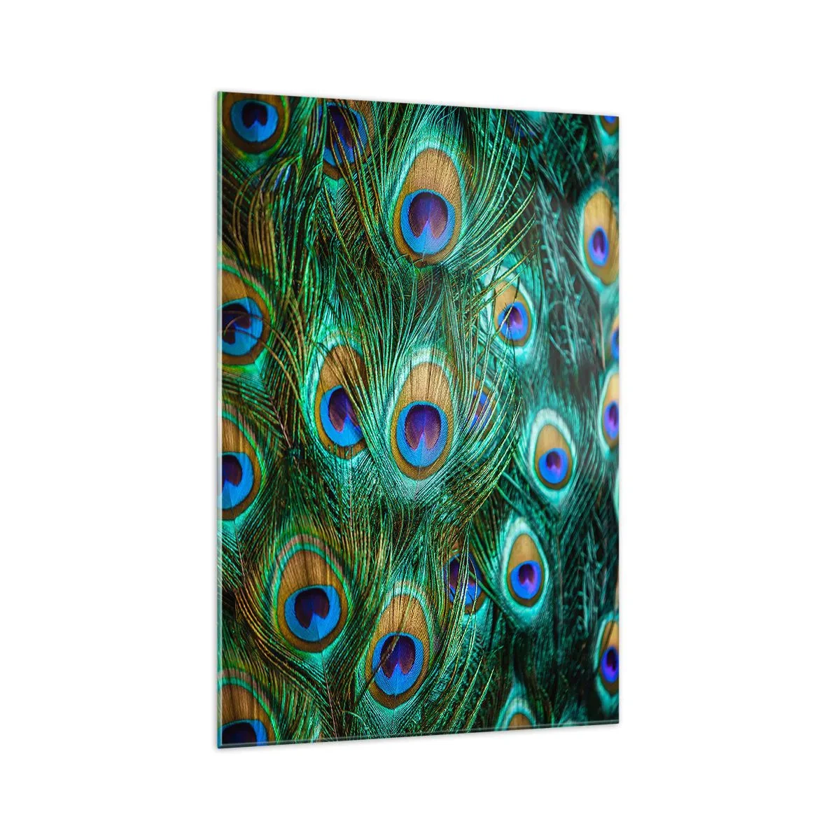 Obraz na skle - Páví pohľad - 70x100 cm