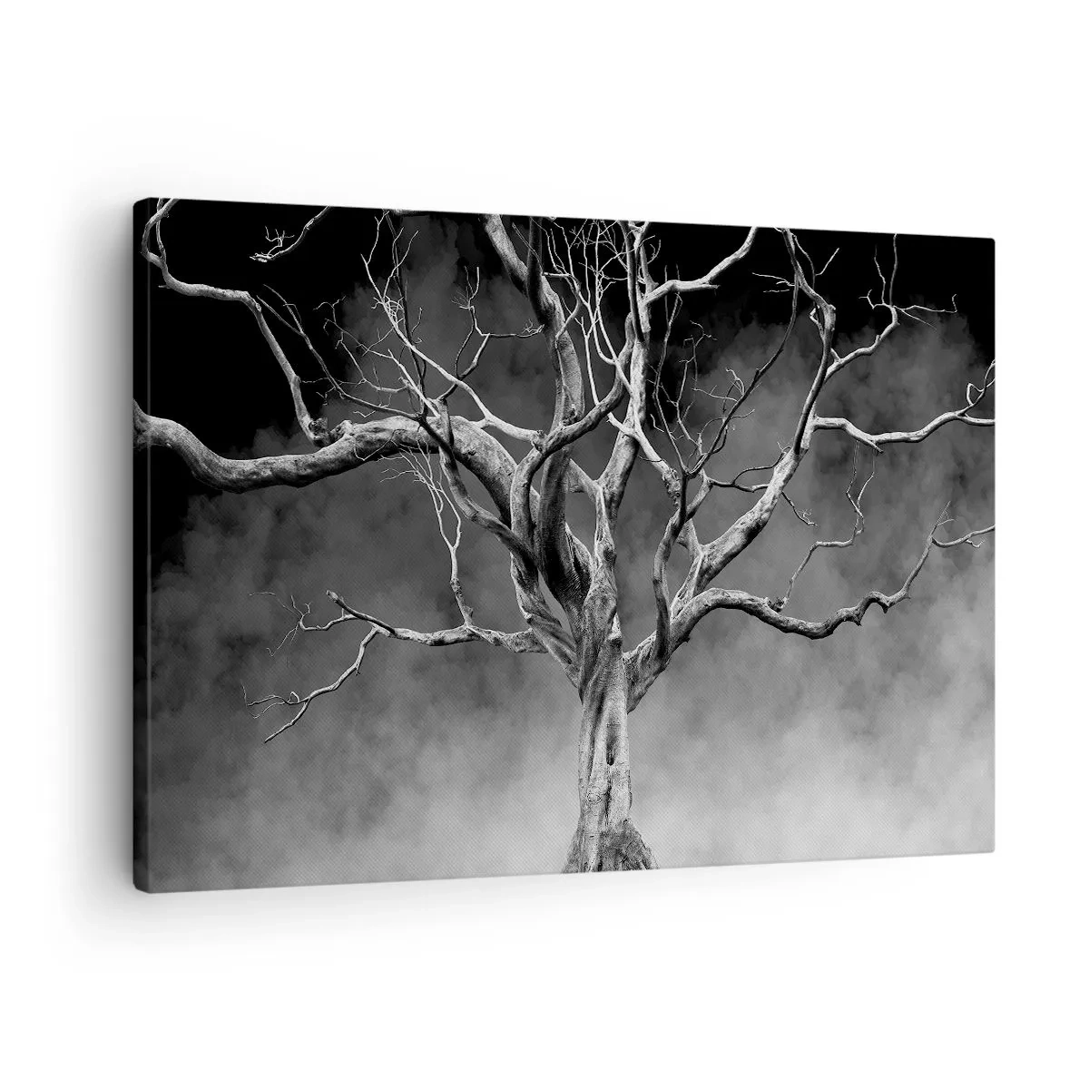 Obraz na plátne - Suchý strom v čiernobielom prevedení proti hmle - 70x50cm - Pôvodné a sväté - Moderná nástenná dekorácia do obývacej izby a spálne ARTTOR
