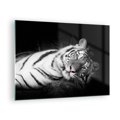 Obraz na skle - Biely tiger s modrými očami v čiernobielom prostredí - 70x50cm - Divočina a pokoj - Moderná nástenná dekorácia do obývacej izby a spálne ARTTOR