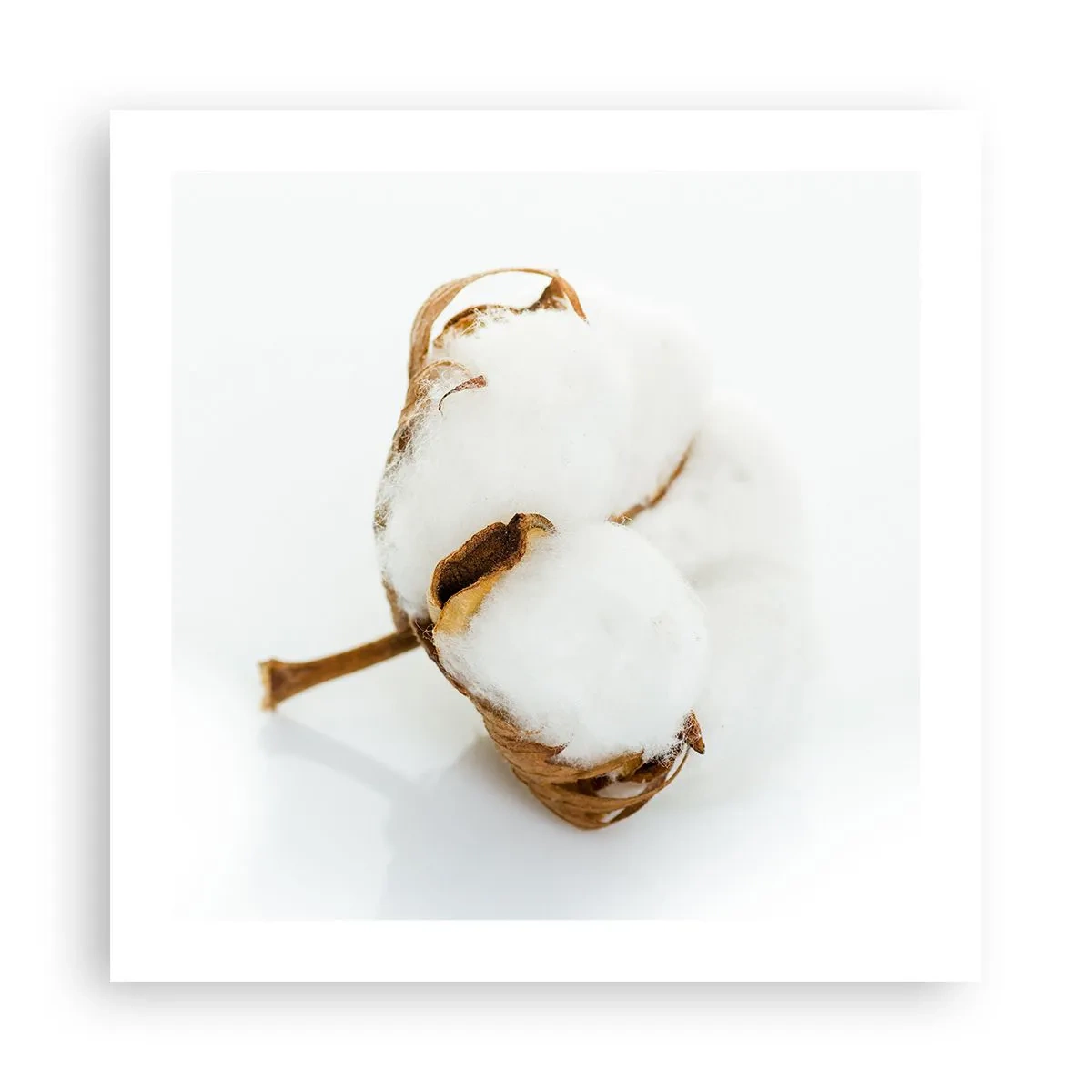 Plagát - Mäkká od prírody - 50x50 cm